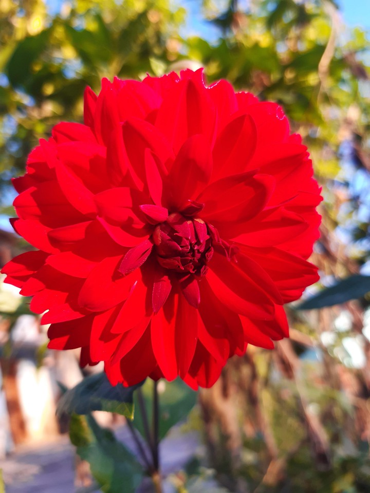 flower