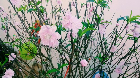 Peach blossom