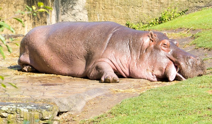 hippo