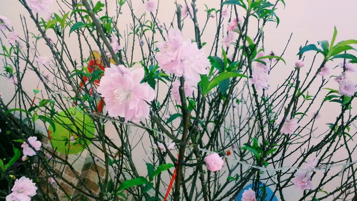 Peach blossom