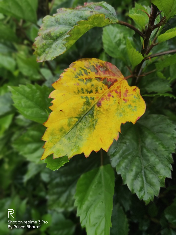 Leaf