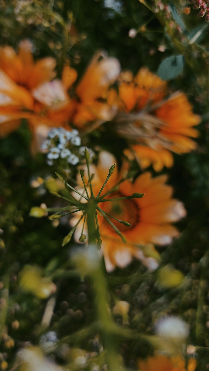 nature