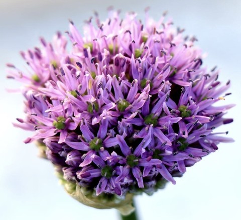 wildflower, allium achtergronden