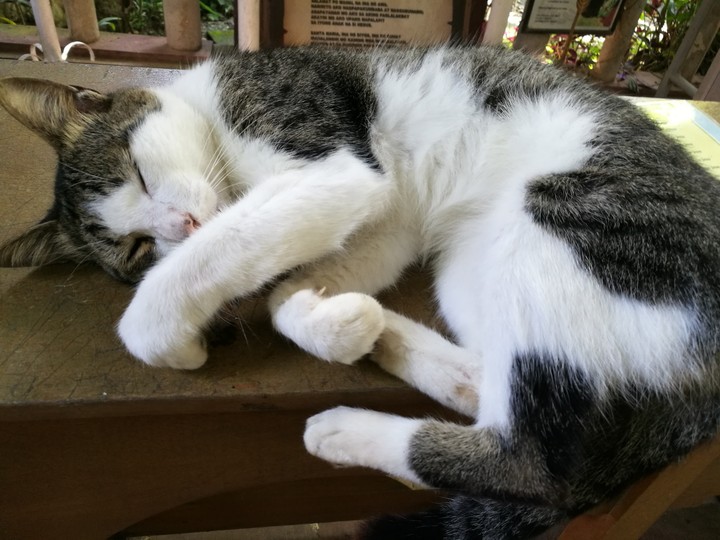 Sleeping Cat