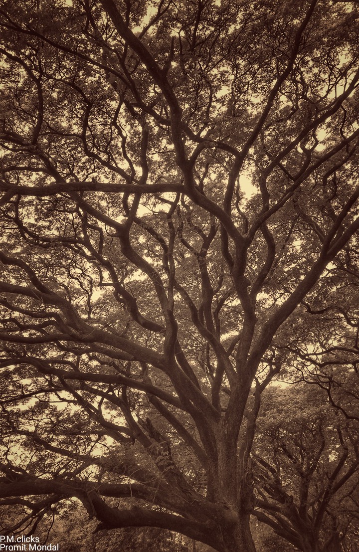 Trees