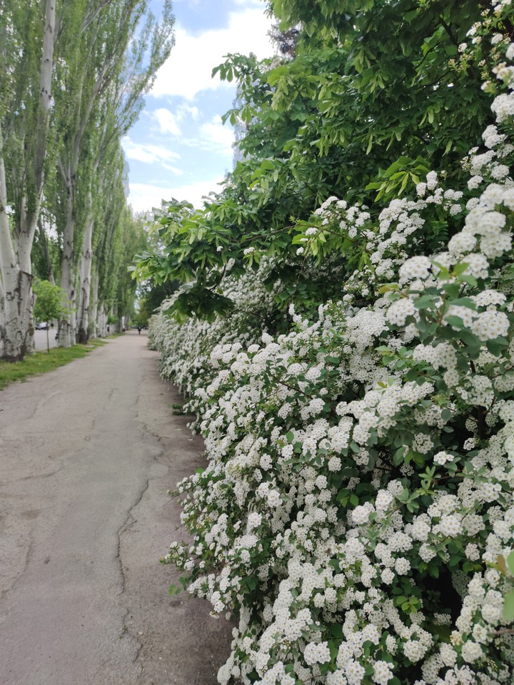 Дорога
