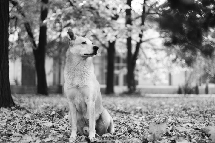 Dog