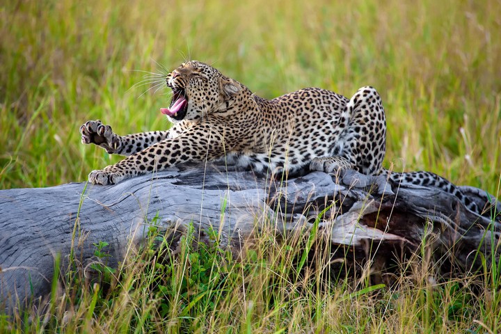 Wild life