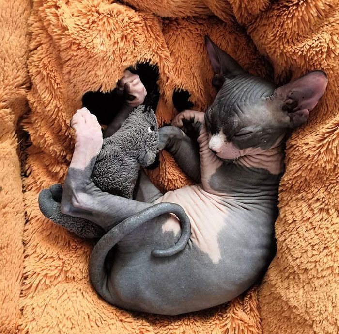 Kitten