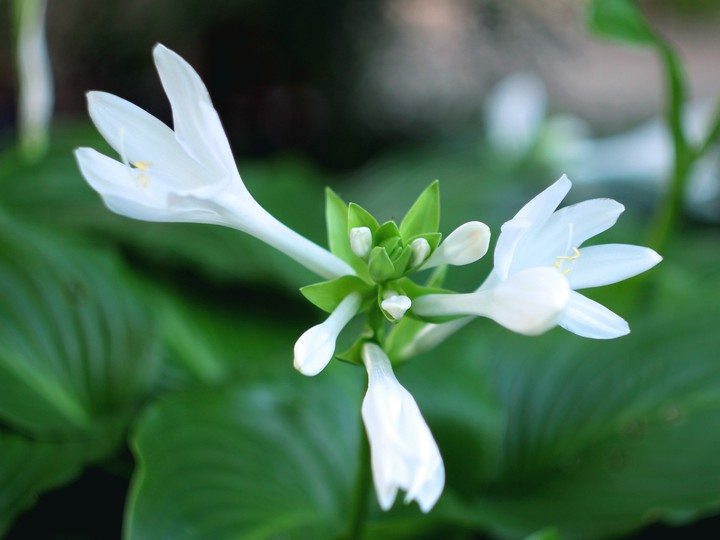 Host flower