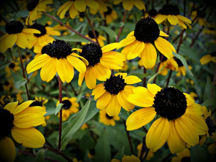 Sunflower