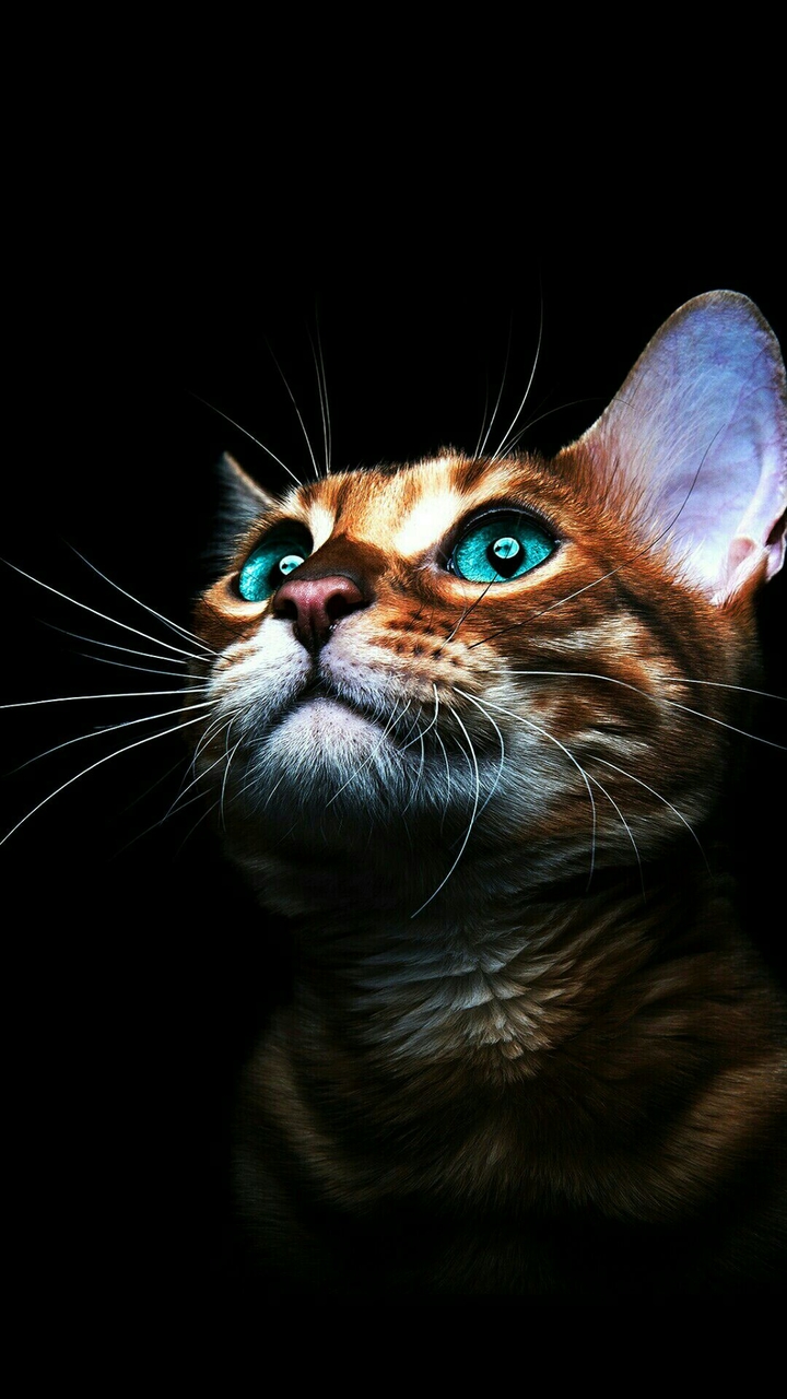 cat on a black background