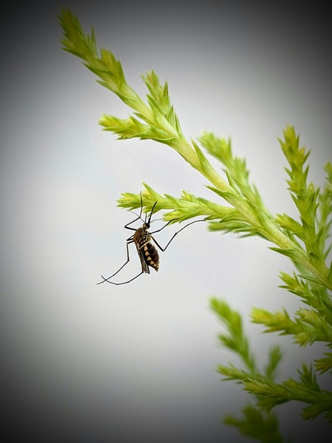 tapety twig, pest