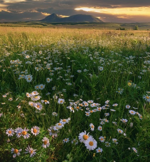 tapety flower, cloud