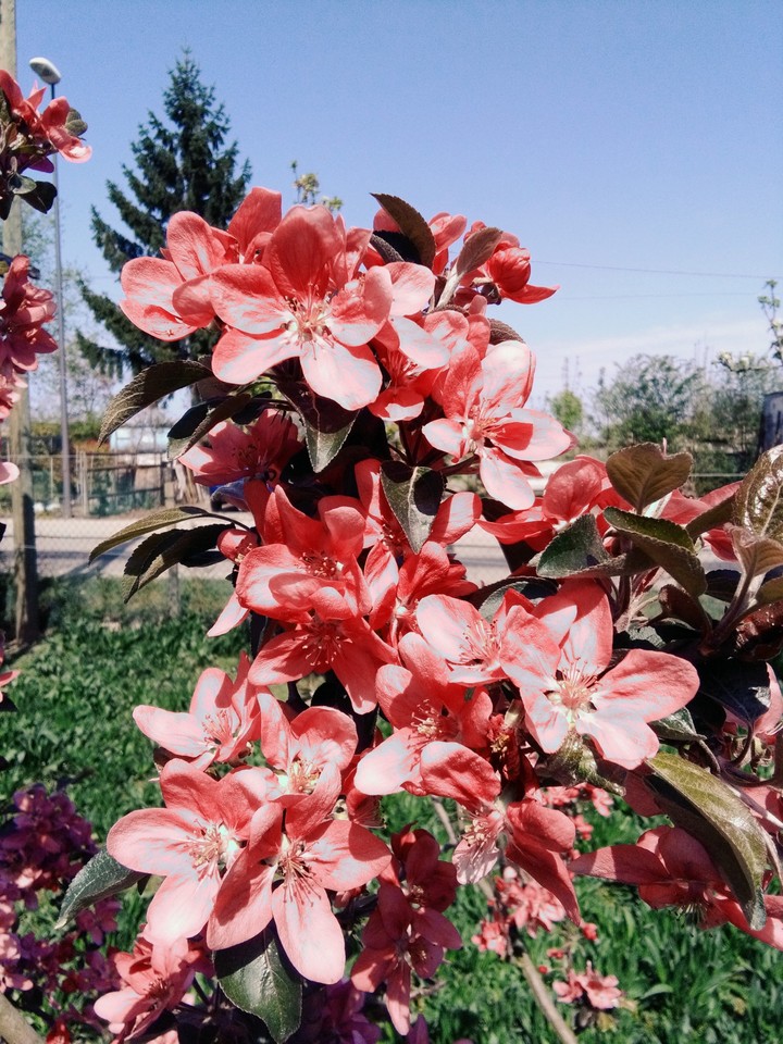 primavera