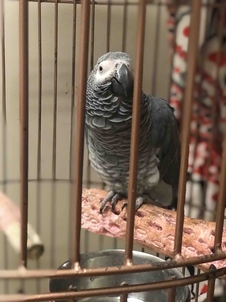 my pet Lola