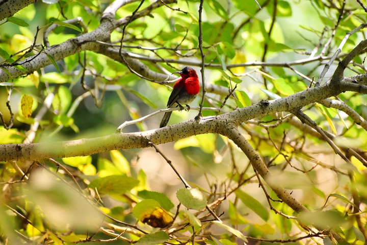 #crimson sunbird
