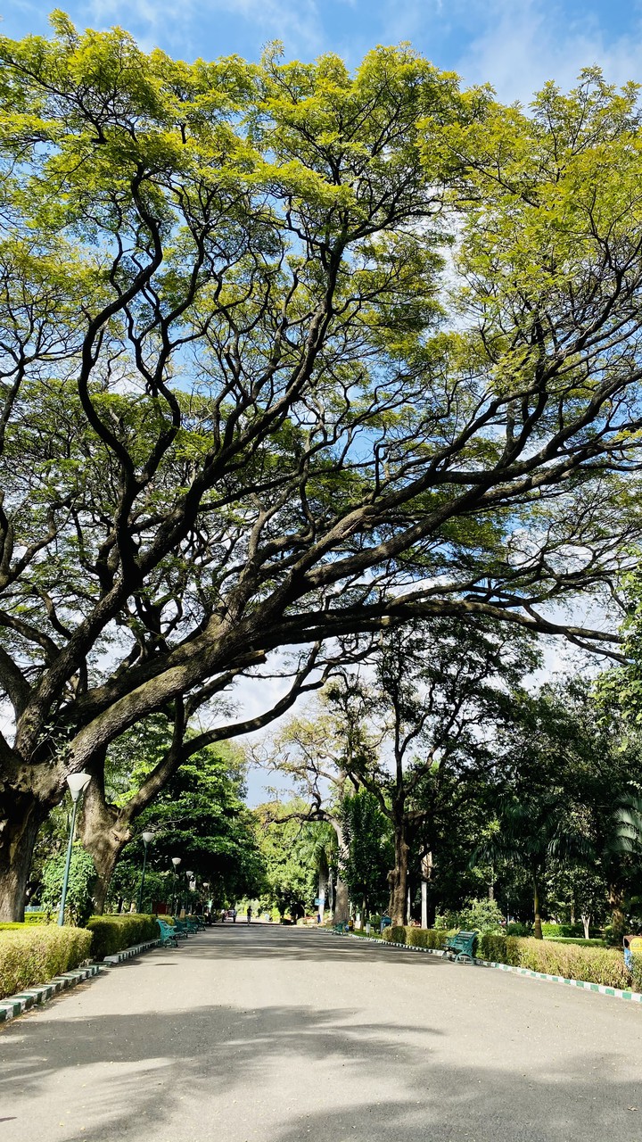 beautiful tree branching