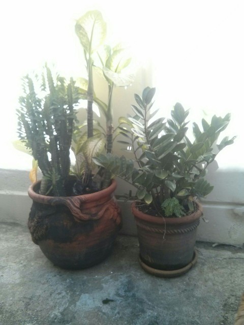 Plantas de interior