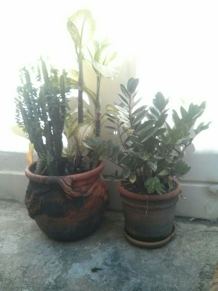 Plantas de interior