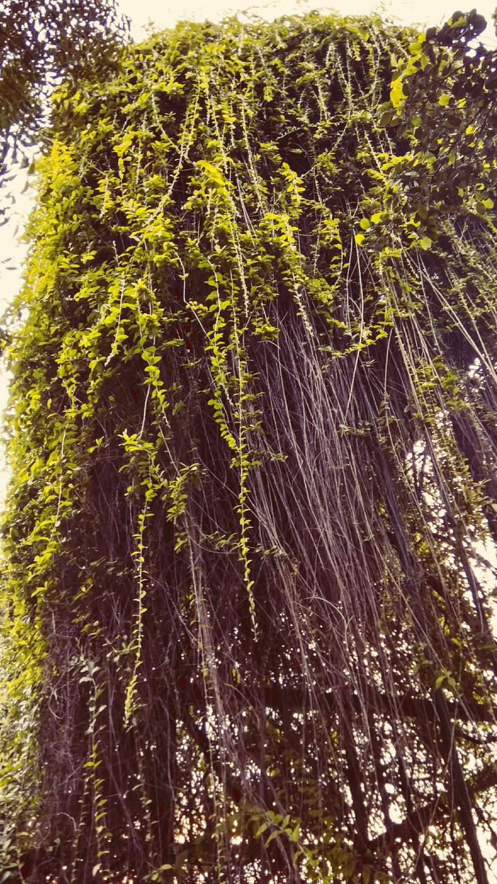 Vine