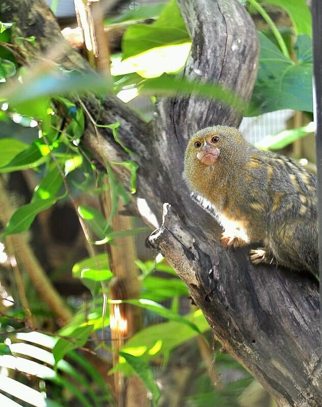 Marmoset Moment