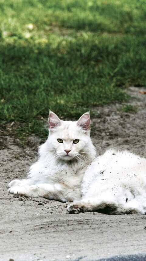 Cute Cat 