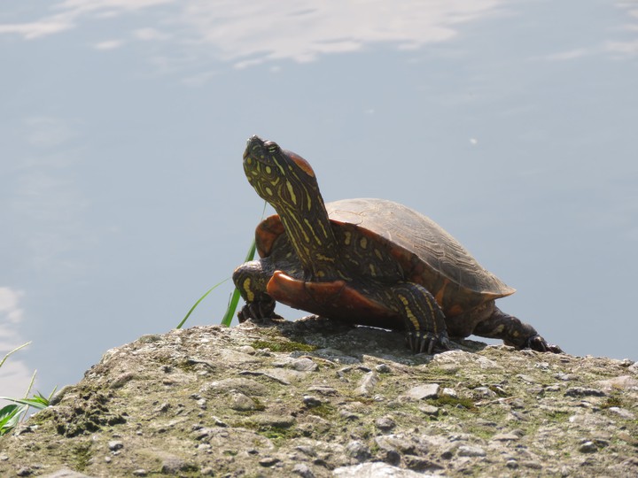 tortoise