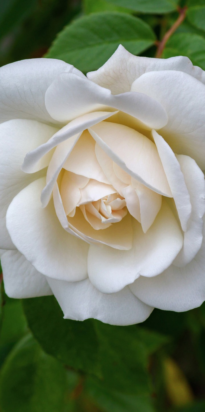♥