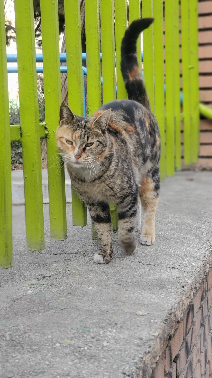 cat