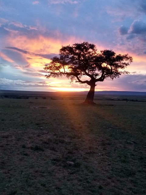 The tree of life