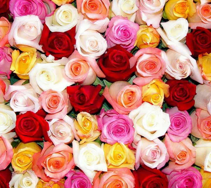 flowers