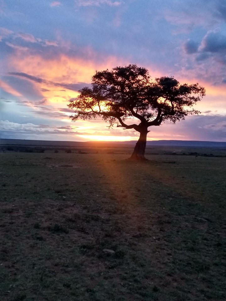 The tree of life