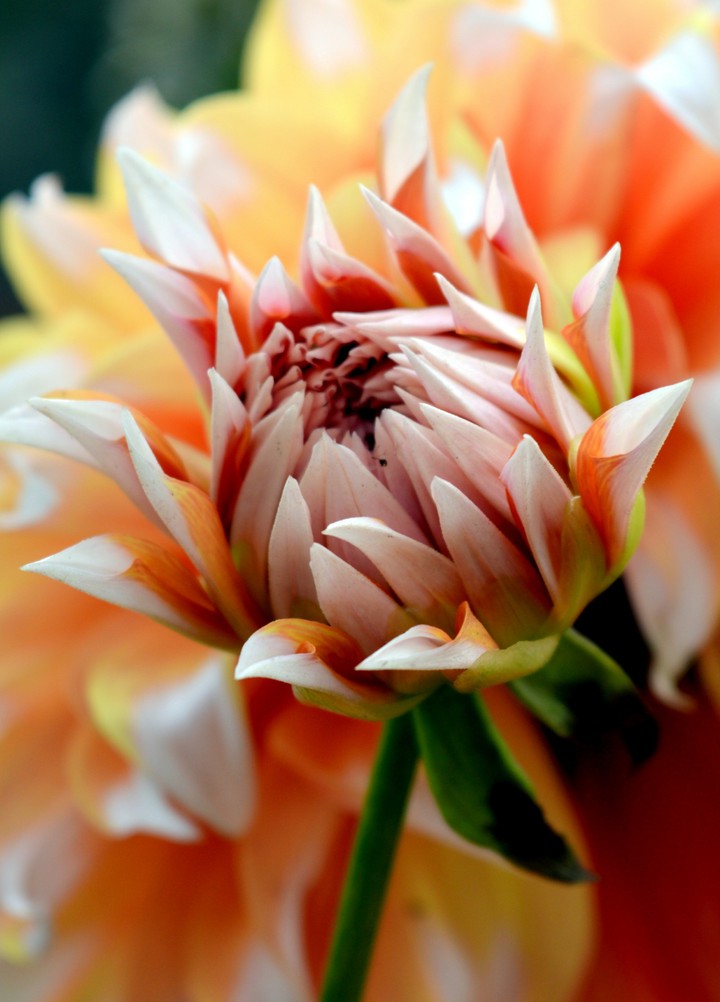 blossom
