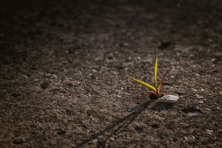 Through all the obstacles, Wild flower
