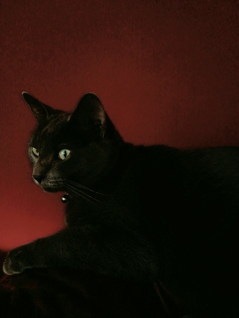 cat