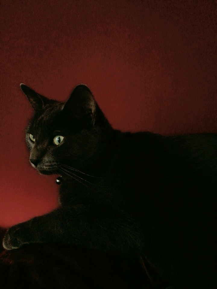 cat