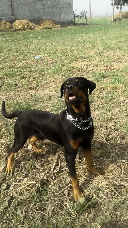 rottwieller is best dog