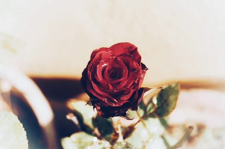 Red rose