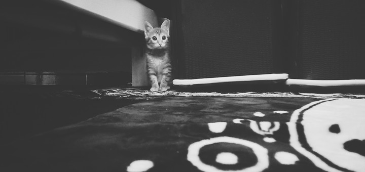 cat ♥️