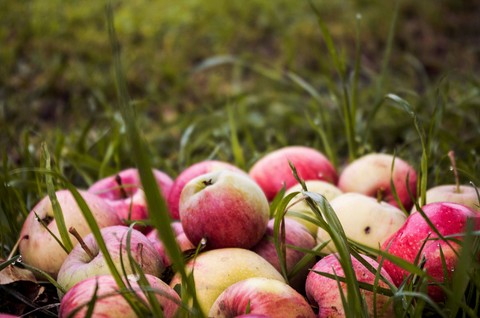 Apple's