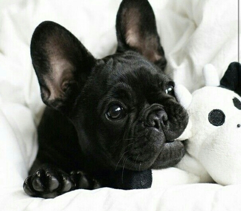 French buldog