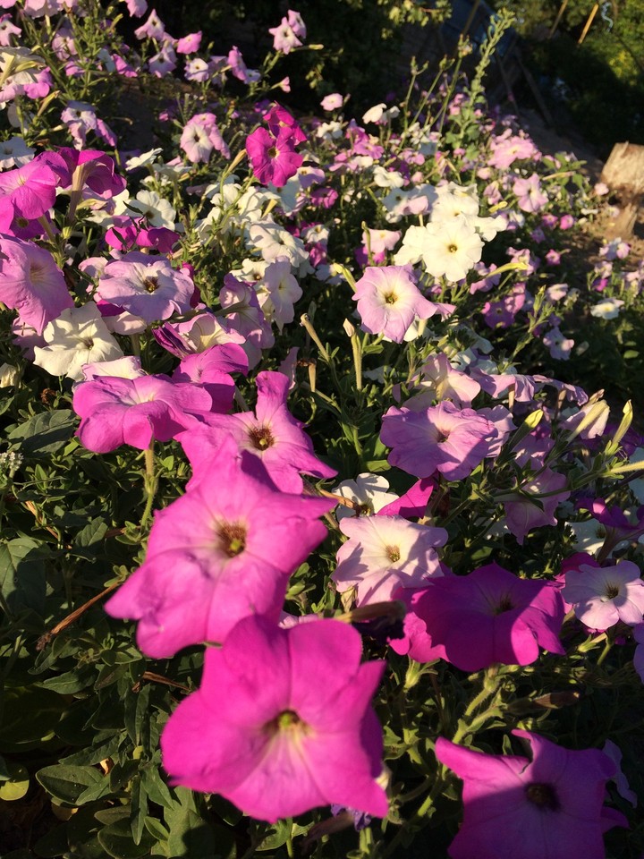 petunia