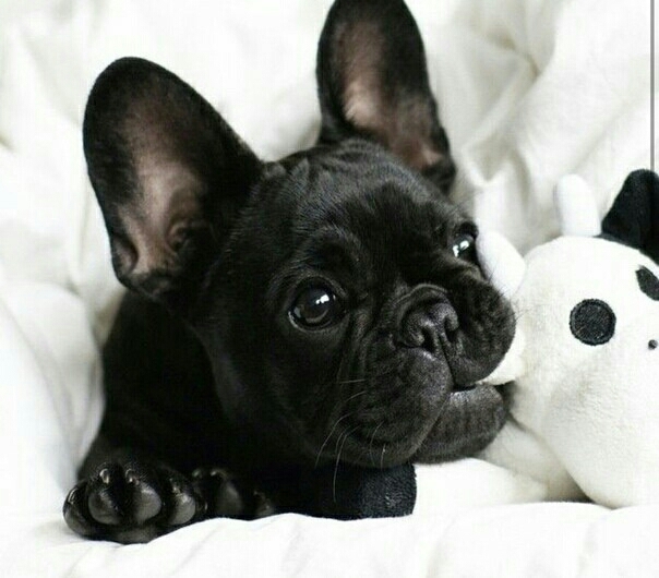 French buldog