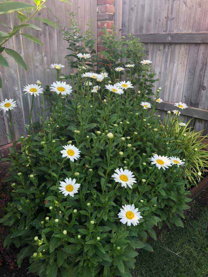 Daisies
