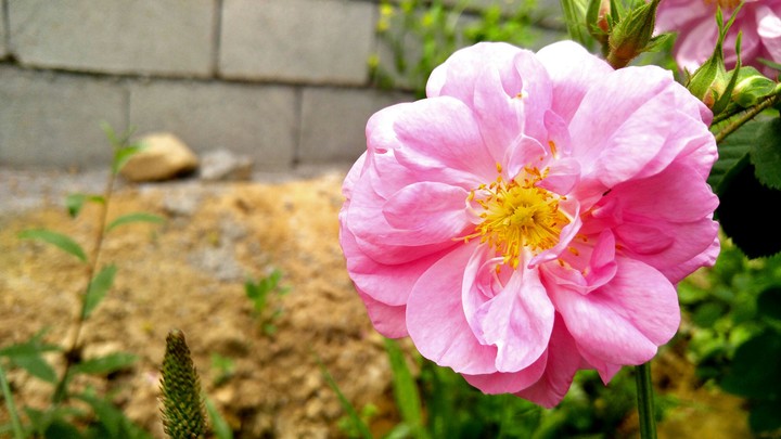 flower