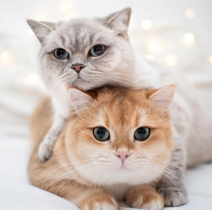 Pussy