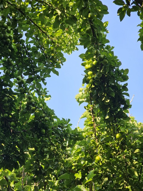 обои sunlight, menispermaceae