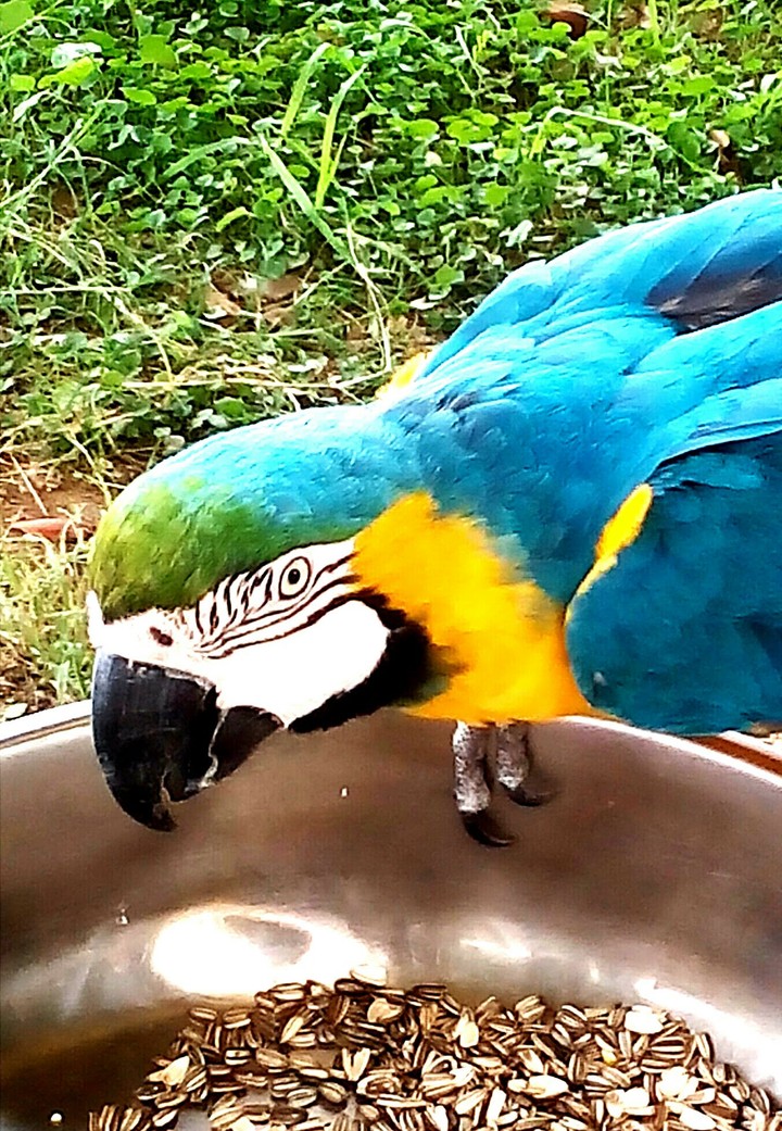 Animais