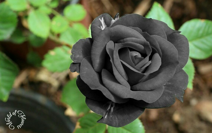 World of Flowers.
